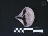 Churcheli-027.jpg.jpg